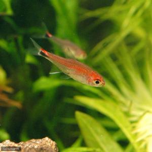 (熱帯魚)ディープレッドホタル・テトラ(4匹)...の詳細画像1