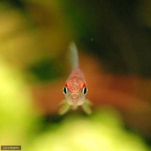 (熱帯魚)ディープレッドホタル・テトラ(4匹)...の詳細画像2