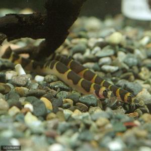 （熱帯魚）クーリーローチ（３匹）　北海道航空便要保温