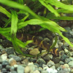 (熱帯魚)クーリーローチ(3匹) 北海道・九州...の詳細画像2