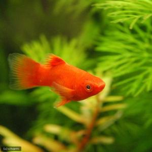 (熱帯魚)レッド・プラティ(4匹) 北海道航空便要保温の商品画像
