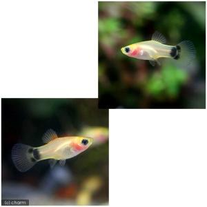 (熱帯魚)イエローミッキーマウスプラティ(4匹...の詳細画像1