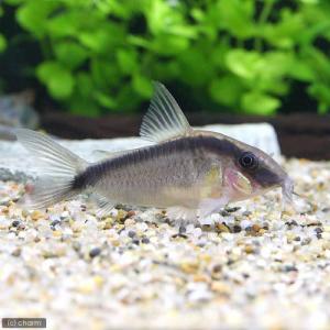 (熱帯魚)コリドラス・アークアタス(ワイルド)(...の商品画像