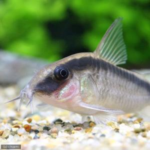 (熱帯魚)コリドラス・アークアタス(ワイルド)...の詳細画像1