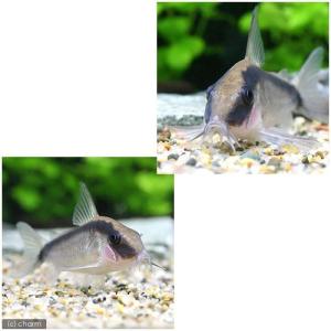 (熱帯魚)コリドラス・アークアタス(ワイルド)...の詳細画像2