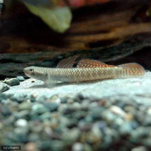 （熱帯魚）ニジイロボウズハゼ（２匹）　北海道・九州航空便要保温