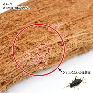 鳴き虫の産卵材 とまり木 ハスクスライス 10...の詳細画像1