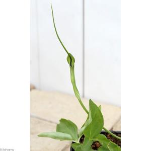 山野草）テンナンショウ（天南星）模様葉ホロテンナンショウ Sサイズ