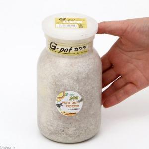 冷蔵★菌糸ビン G-pot カワラタケ 850...の詳細画像1