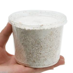 冷蔵★菌糸カップ XL-CUP ヒラタケ 43...の詳細画像1