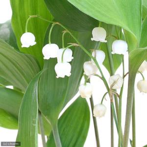 2026年2月】すずらんのおすすめ人気ランキング - Yahoo!ショッピング