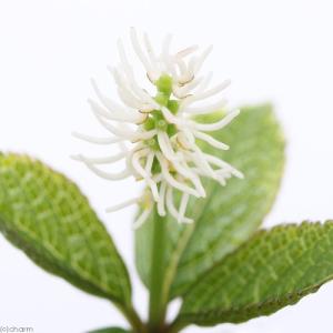 ヒトリシズカ 一人静 花 ガーデニング の商品一覧 通販 Yahoo ショッピング