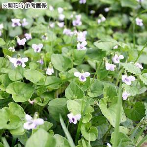 (山野草)スミレ(菫)ニョイスミレ(ツボスミレ...の詳細画像2