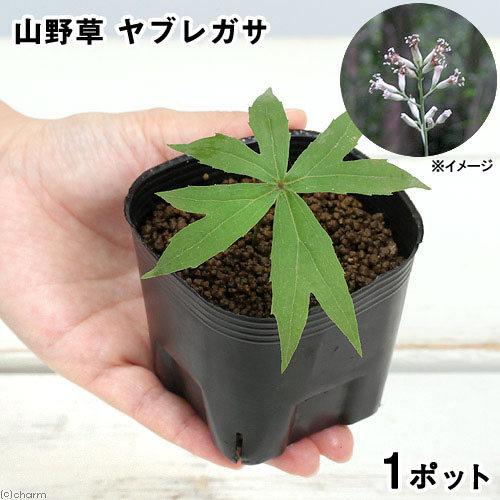 （山野草）山菜　ヤブレガサ（シドケ）　３号（１ポット）　家庭菜園（休眠状態）