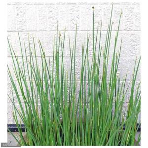 グレビレア「キングス・セレブレーション」 5号ポット : 四国ガーデン