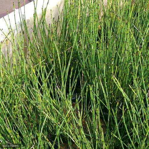 （山野草）ヒメトクサ（姫砥草）（３ポット）（休眠状態）