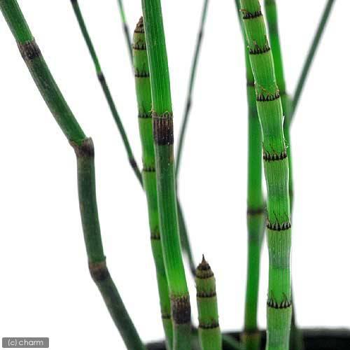 （山野草）トクサ（砥草）（３ポット）