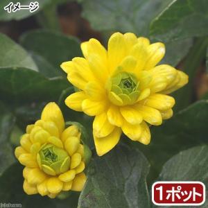 （山野草）品種系ヒメリュウキンカ　八重咲き　３号（１ポット）（休眠状態）