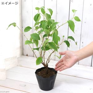 (観葉植物)またたびの苗 3〜4号(1ポット)...の詳細画像2