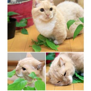 (観葉植物)またたびの苗 3〜4号(1ポット)...の詳細画像3