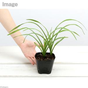 (ビオトープ)水生植物 ヤブカンゾウ 3.5号...の詳細画像1