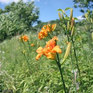 (ビオトープ)水生植物 ヤブカンゾウ 3.5号...の詳細画像2