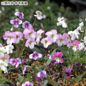 (山野草)スミレ(菫)品種おまかせ 2.5〜3...の詳細画像2