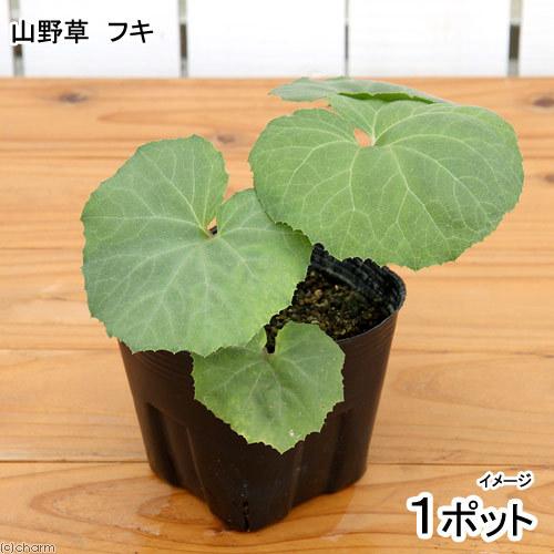 （山野草）山菜　フキ（蕗）　３〜４号　（１ポット）　家庭菜園（休眠状態）