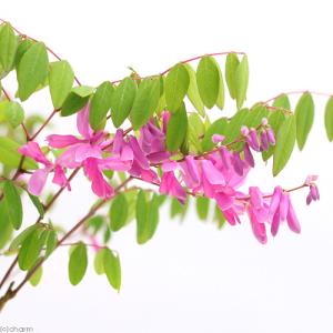 山野草）テンナンショウ（天南星）模様葉ホロテンナンショウ Sサイズ