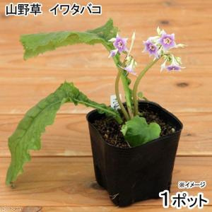 （山野草）イワタバコ（岩煙草）　３号（１ポット）（休眠株）
