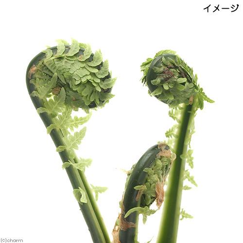 （山野草）シダ（羊歯）コゴミ（クサソテツ）３〜４号（１ポット）家庭菜園　山菜　宿根草（休眠状態）