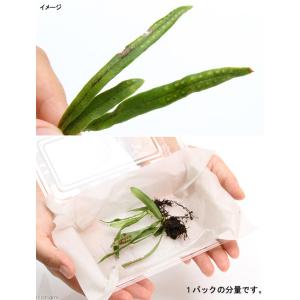 (観葉植物)テラリウム 苔 シダ(羊歯)ノキシ...の詳細画像1