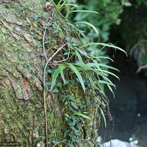 (観葉植物)テラリウム 苔 シダ(羊歯)ノキシ...の詳細画像2
