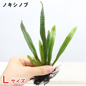 （山野草）シダ（羊歯）ノキシノブ（軒忍）　Ｌサイズ（１パック）