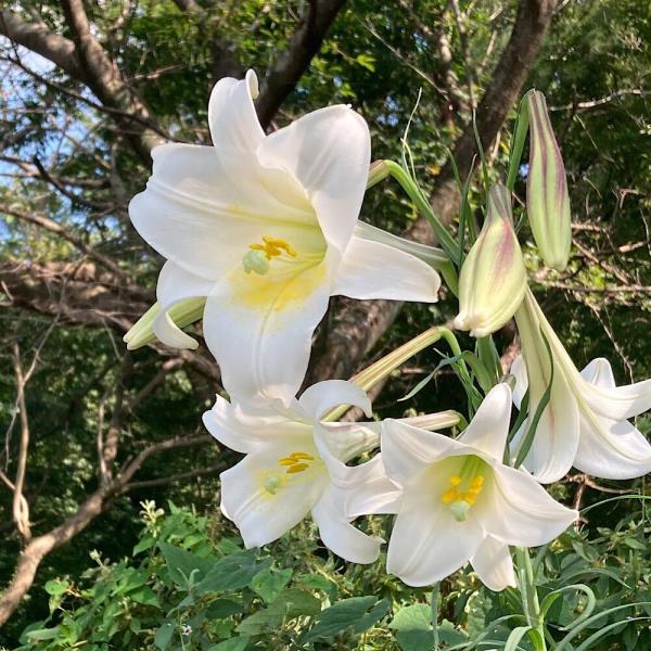 （山野草）ユリ（百合）タカサゴユリ（高砂百合）　開花終了株　３号（１ポット）