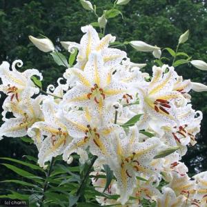 山野草）タイワンクマガイソウ（台湾熊谷草）3．5号（1ポット