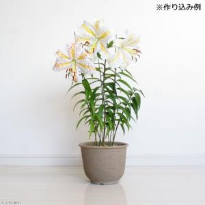 (山野草)ユリ(百合)ヤマユリ(山百合)3〜4...の詳細画像2