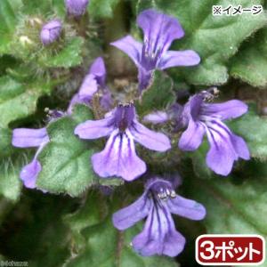 （山野草）キランソウ（紫藍草）　３号（３ポットセット）