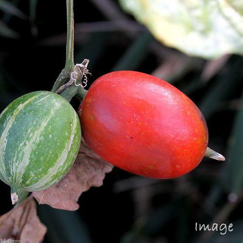 （山野草）カラスウリ（烏瓜）実生苗　２．５〜３号（１ポット）（休眠状態）