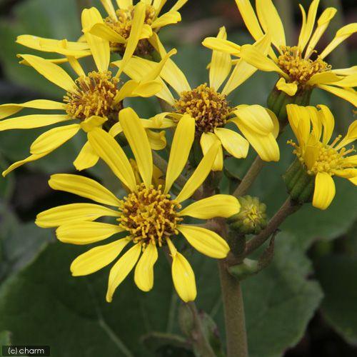 （山野草）ツワブキ（艶蕗）ツワブキ　３号（１ポット）（休眠状態）