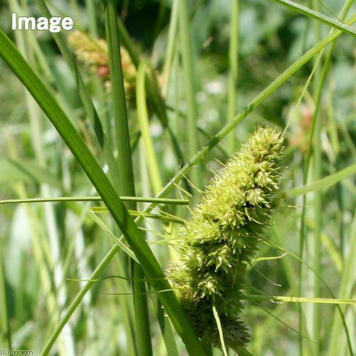 （ビオトープ）水辺植物　ミコシガヤ　３号（１ポット）　湿性植物