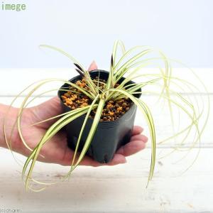 (ビオトープ)水生植物 斑入りカンスゲ(ベアグ...の詳細画像1
