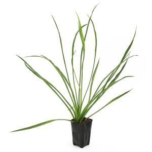 （ビオトープ）水生植物　ホソバヘラオモダカ（１ポット）　抽水植物（休眠状態）