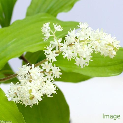 （山野草）ユキザサ（雪笹）（休眠状態）　３号（１ポット）（休眠状態）