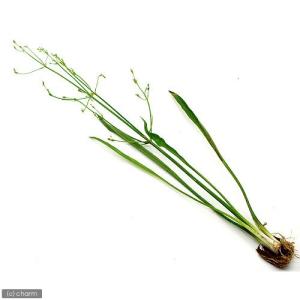 (ビオトープ)水生植物 ホソバヘラオモダカ(1...の詳細画像2