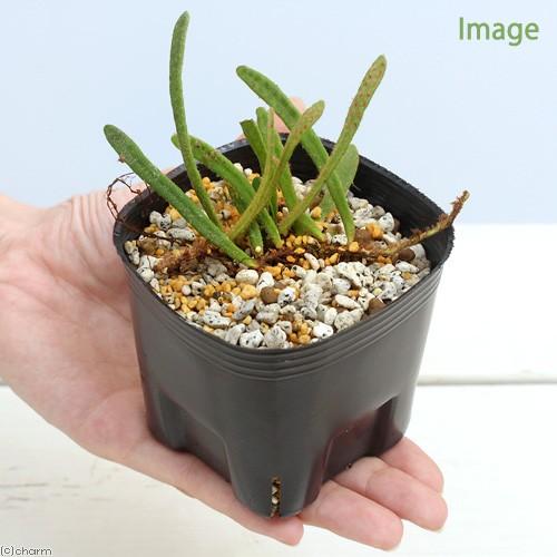 （山野草）シダ（羊歯）ビロードシダ（天鵞絨羊歯）３号（１ポット）常緑性多年草