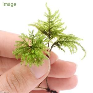 (観葉植物)テラリウム 苔 クジャクゴケ 半パックの商品画像