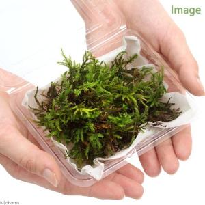 (観葉植物)テラリウム 苔 クジャクゴケ 半パックの詳細画像1