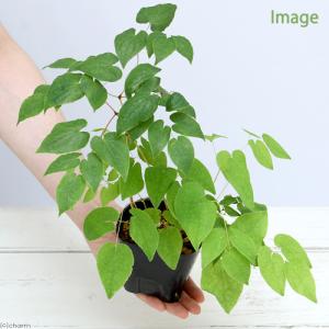 (山野草)イカリソウ(碇草 錨草)品種おまかせ...の詳細画像1