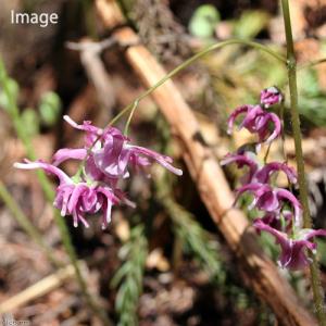 (山野草)イカリソウ(碇草 錨草)品種おまかせ...の詳細画像2